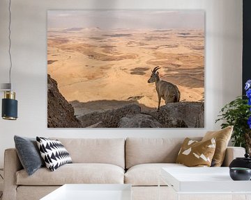 Capricorn in Mitzpe Ramon, Israel