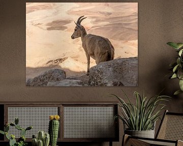 Steenbok in Mitzpe Ramon, Israël van Janny Beimers