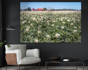 Plants de pommes de terre en fleur dans un grand champ