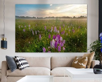 Photo of a field full of wild orchids in the Netherlands. Photographed on by KB Design & Photography (Karen Brouwer)