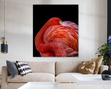 Flamingo, Chris Coenders by 1x
