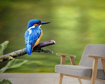 Kingfisher sitting on a branch overlooking a small pond by Sjoerd van der Wal Photography