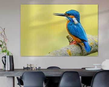 Kingfisher sitting on a branch overlooking a small pond by Sjoerd van der Wal Photography