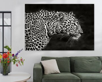 Leopard Nahauf, Xavier Ortega von 1x