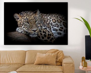 Leopard ruhen sich, Nauzet Baez Photography von 1x