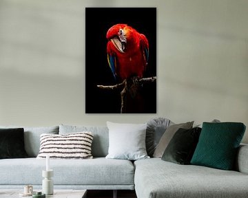 Portret van Scarlet Macaw, Andi Halil van 1x