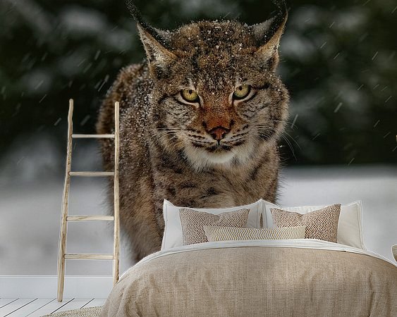 Aperçu de la chambre