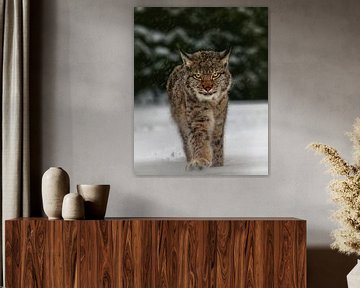 Meet the lynx, Michaela Firesova by 1x