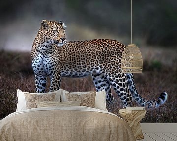 Leopard on the prowl by Xavier Ortega