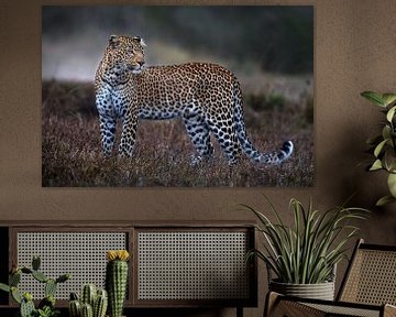 Leopard auf dem Laufstock, Xavier Ortega von 1x