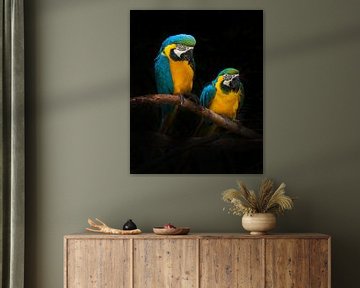 Perroquets de Macaw, Antonyus Bunjamin (Abe) sur 1x