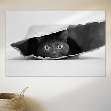 Katze im Sack von Jeremy Holthuysen