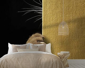 Shy cat ... by Iryna Kuznetsova (Iridi)