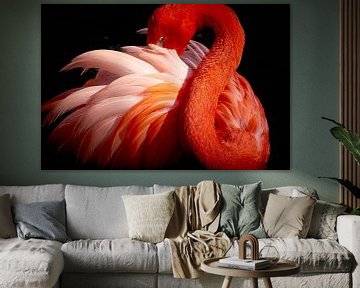 flamingo, Makoto Nishikura by 1x