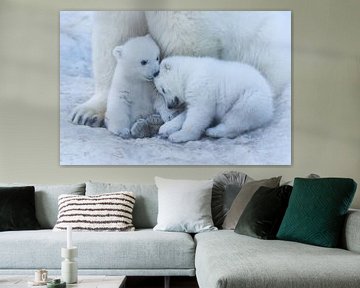 Polar bear cub, Anton Belovodchenko by 1x