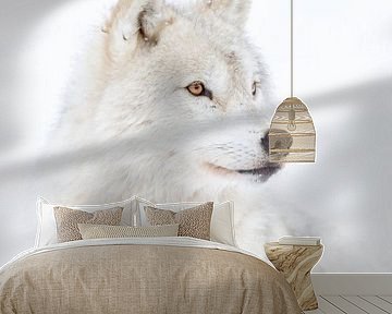 Portret van een Arctische wolf, Jim Cumming van 1x