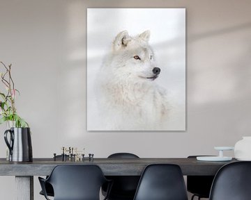 Portrait of an Arctic Wolf, Jim Cumming by 1x