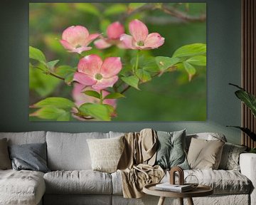 Licht rose bloeiende Cornus kousa tegen een groene natuurlijke achtergrond