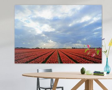 Bollenveld met rode tulpen von Michel van Kooten