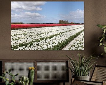 Tulpenfeld mit vielen bunten Tulpen vor einem schönen niederländischen Himmel von W J Kok