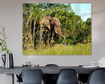 Elefant in Südafrika van Patrick Hundt