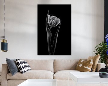 Rembrandt tulip, Lotte Gronkjar by 1x
