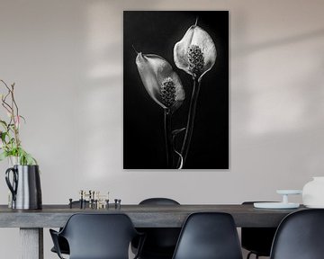 Spathiphyllum, Stephen Clough by 1x