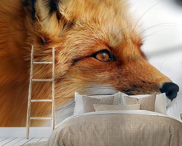 Red Fox by Alain Turgeon