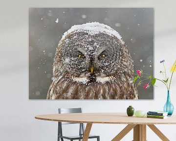 Großartige graue Owl -Winterporträt, Mircea Costina