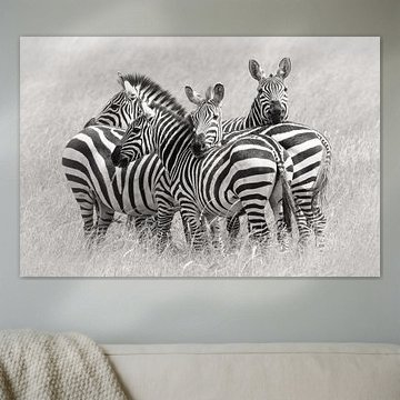 Zebras von Kirill Trubitsyn