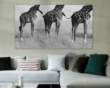 Wild Connection, Mohammed Alnaser