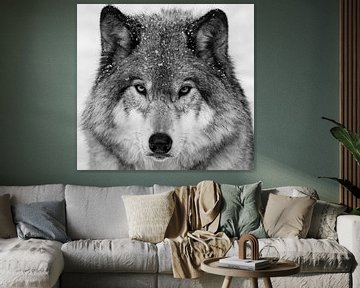 Wolf Portrait, Mircea Costina by 1x