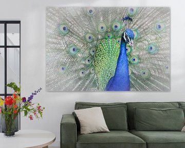 Peacock, Yuzheng Ren by 1x