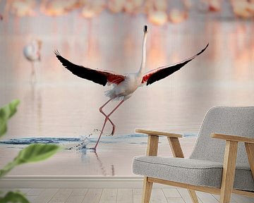 Flamingo Dancing, Joan Gil Raga van 1x