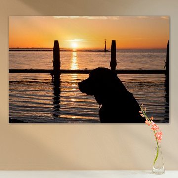 schwarzer Labrador bei Sonnenaufgang