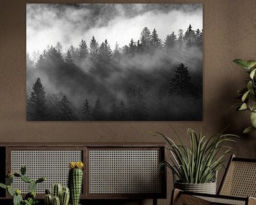 Play of light and clouds in the trees