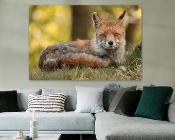 Quiet afternoon - fox by Steffie van der Putten