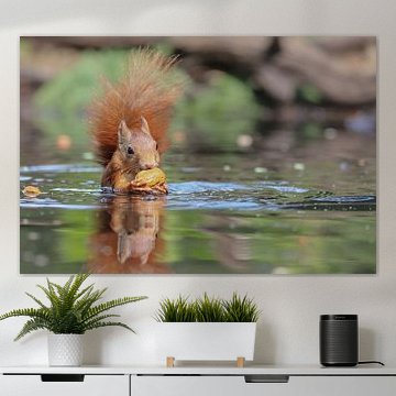 Eekhoorn bij het water