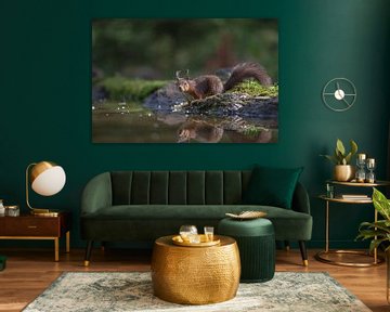 Eekhoorn bij het water van Karin van Rooijen Fotografie