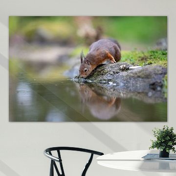 Eekhoorn bij het water