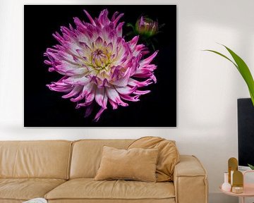 Blume