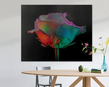 Schleierrose