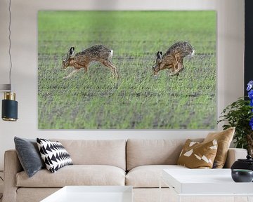 Twee hazen op een akker / Two hare in a field