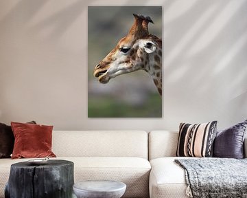 Giraffe (Giraffa camelopardalis) by Dirk Rüter