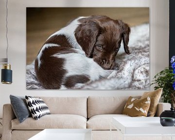 Liggende Heidewachtel puppy met bruin schimmel tekening op een kleedje van Joost Adriaanse