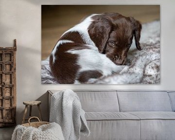 Liggende Heidewachtel puppy met bruin schimmel tekening op een kleedje