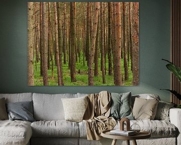 Pine forest in the Lüneburg Heath by Ralph Rainer Steffens