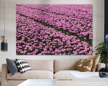 A tulip field with only purple tulips by W J Kok