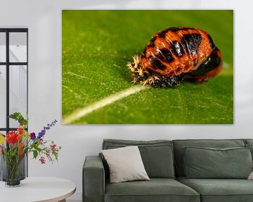 Poupée d'une coccinelle sur une feuille