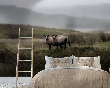 Schafe in Schottland von fromkevin